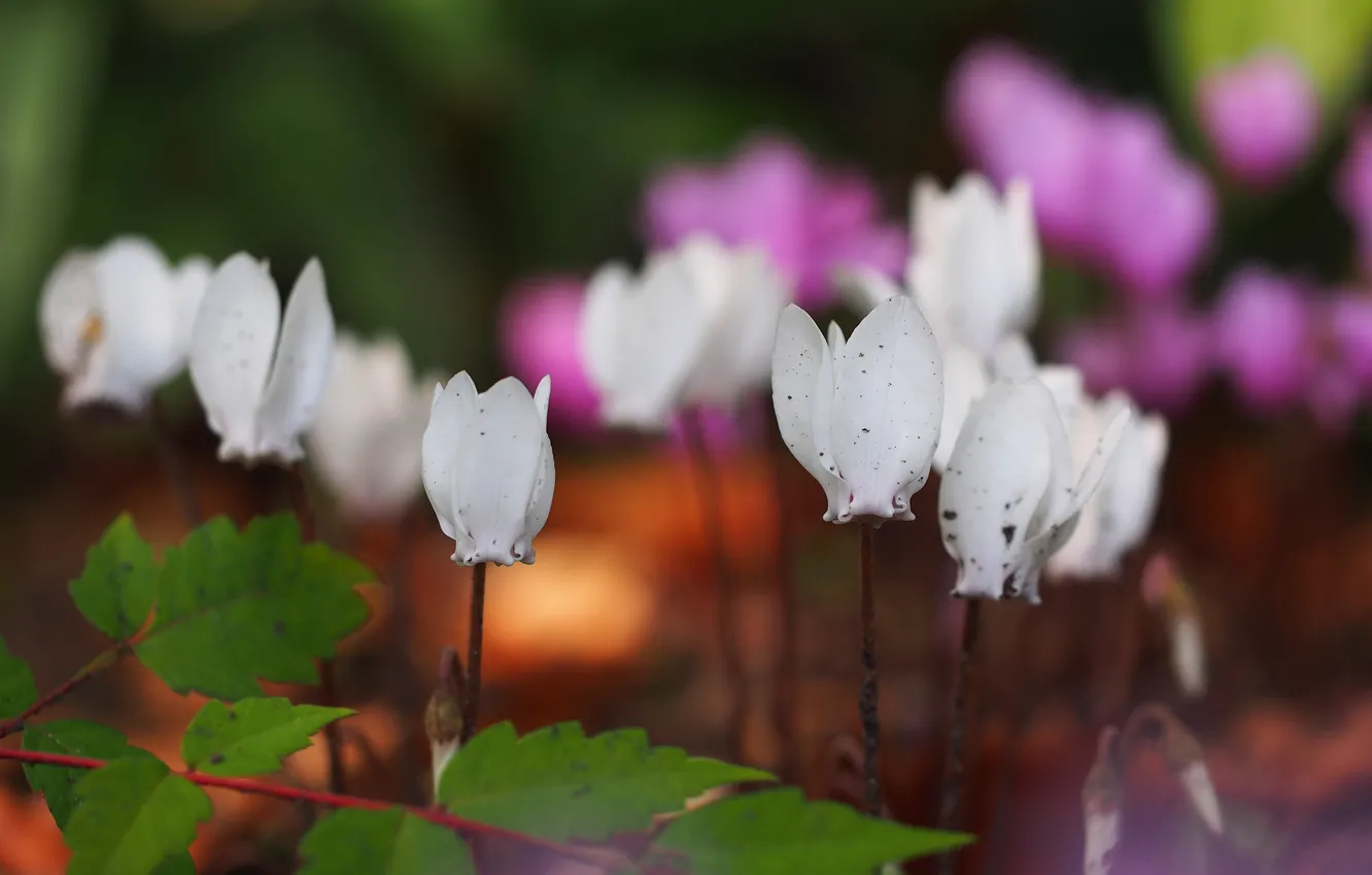 Photo wallpaper leaves, flowers, spring, pink, white, bokeh, cyclamen