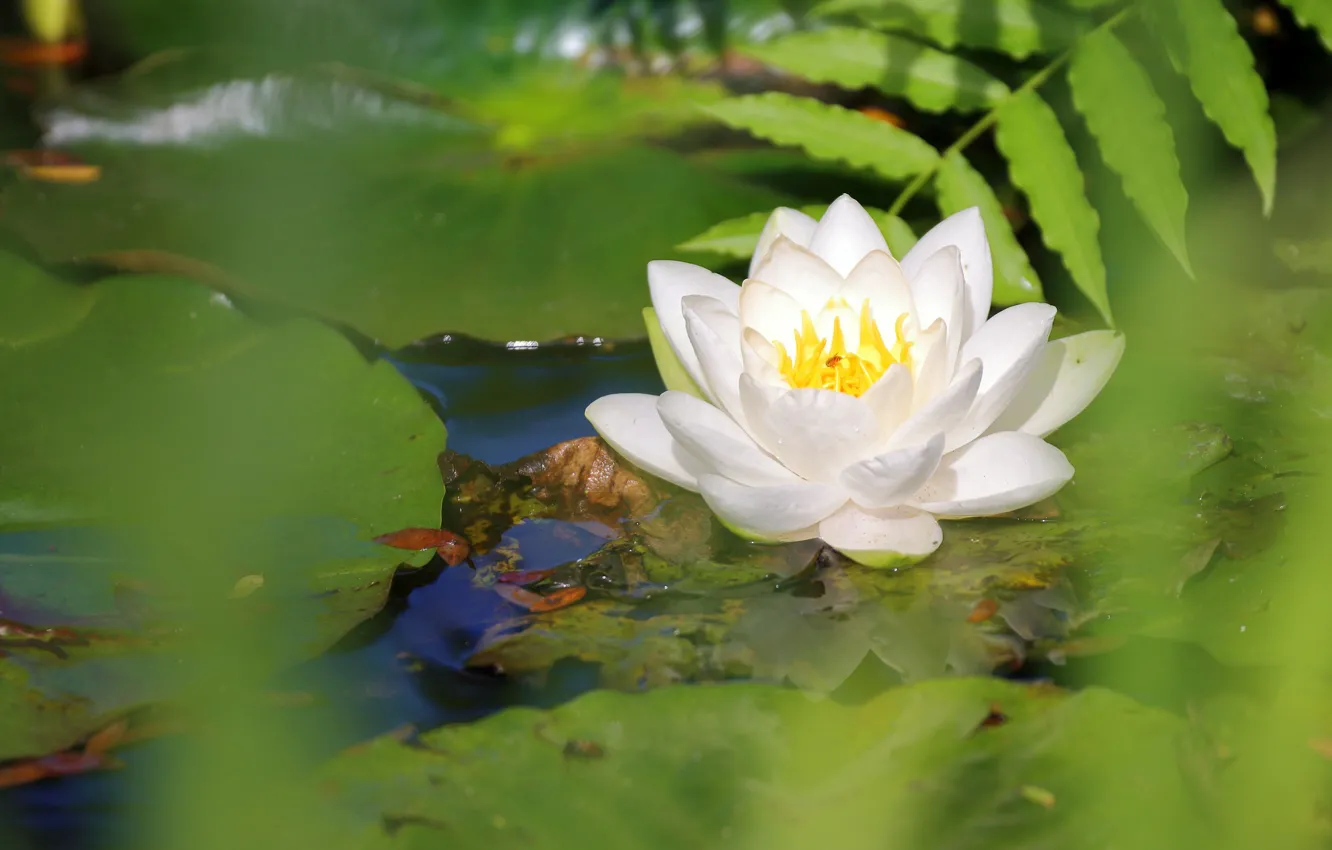 Photo wallpaper white, leaves, water, Nymphaeum