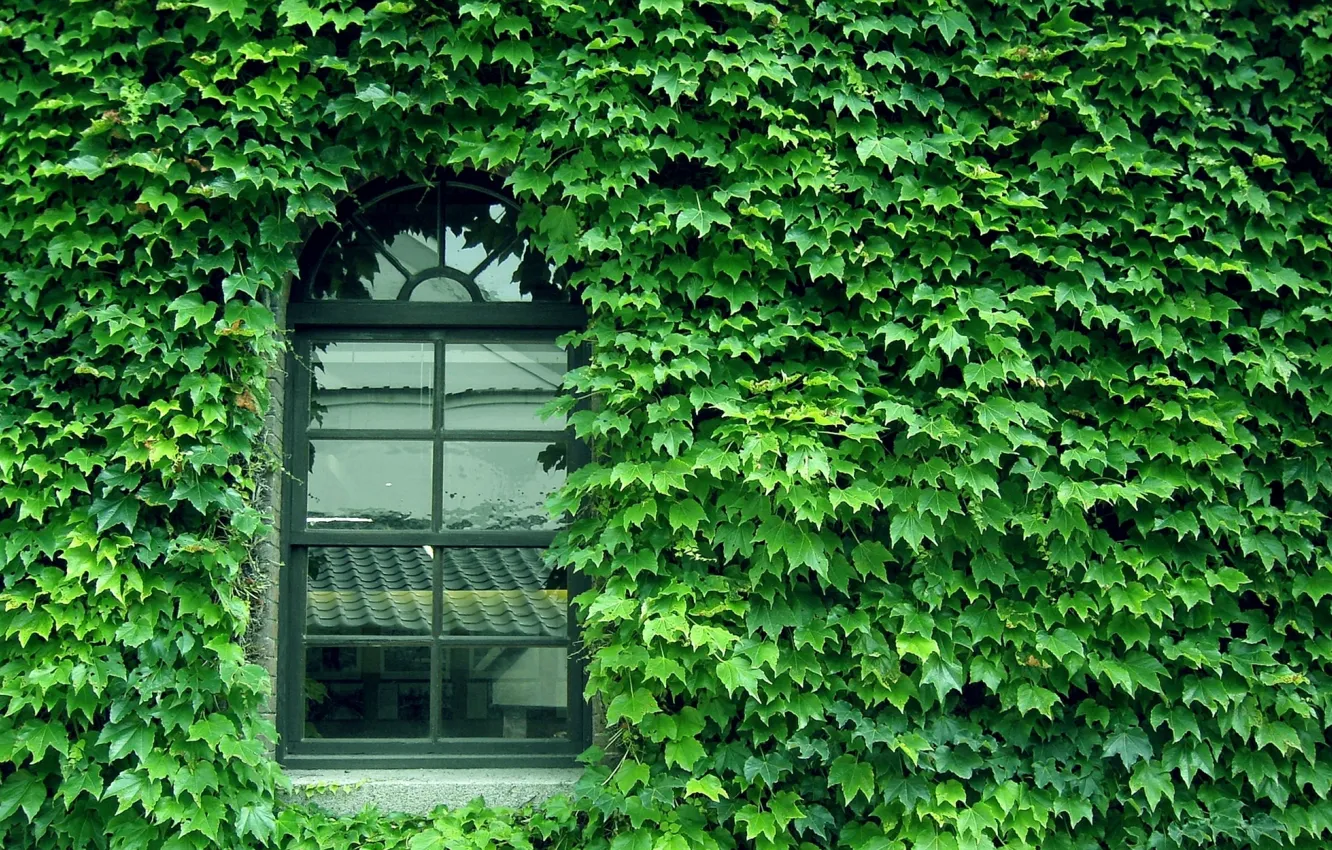 Photo wallpaper green, glass, wall, pattern, window