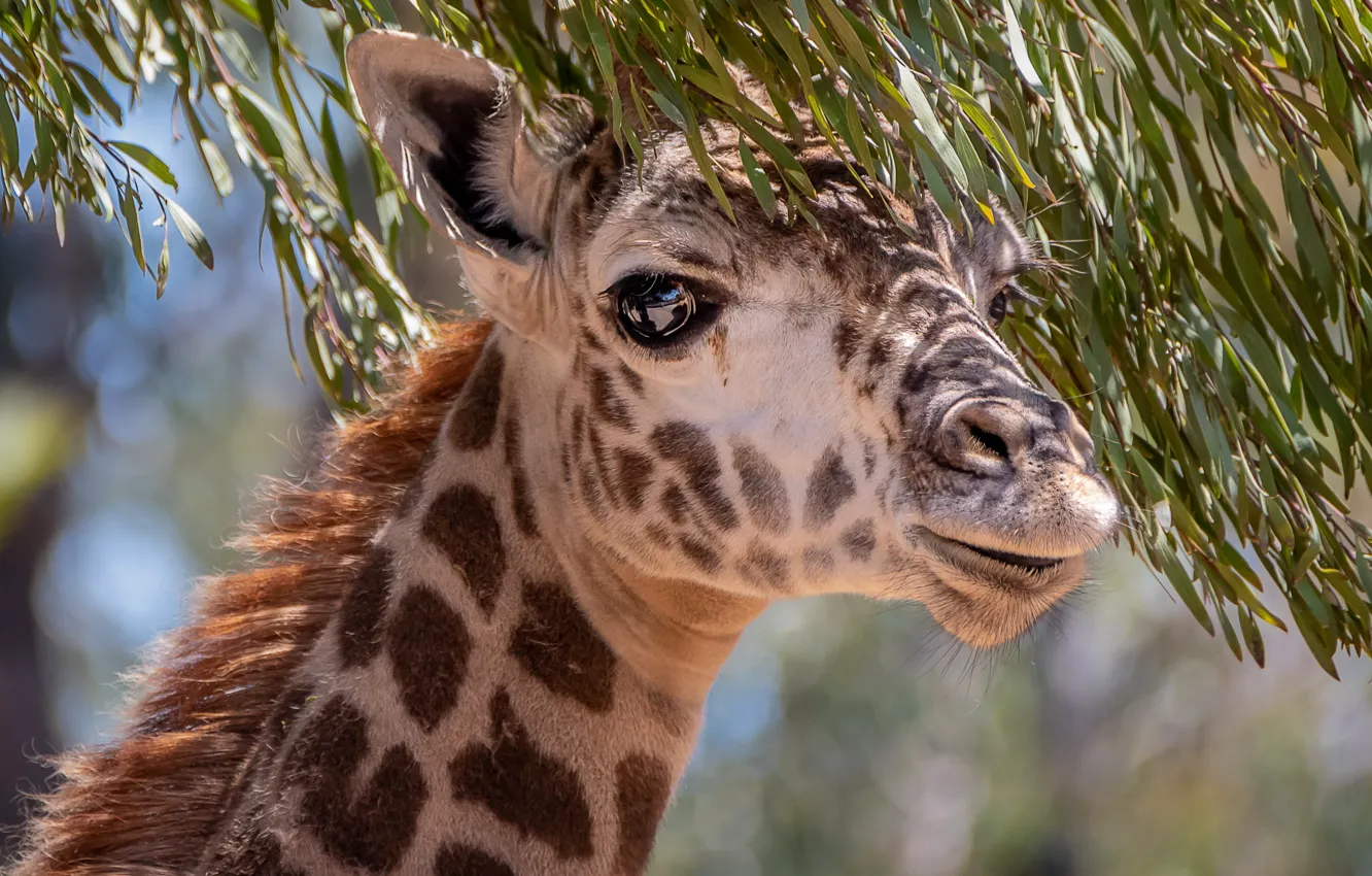 Photo wallpaper eyes, branches, giraffe, neck