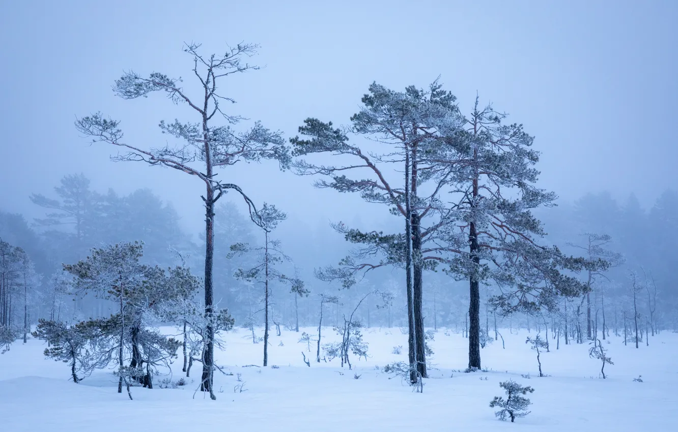 Photo wallpaper winter, frost, forest, the sky, snow, trees, branches, fog