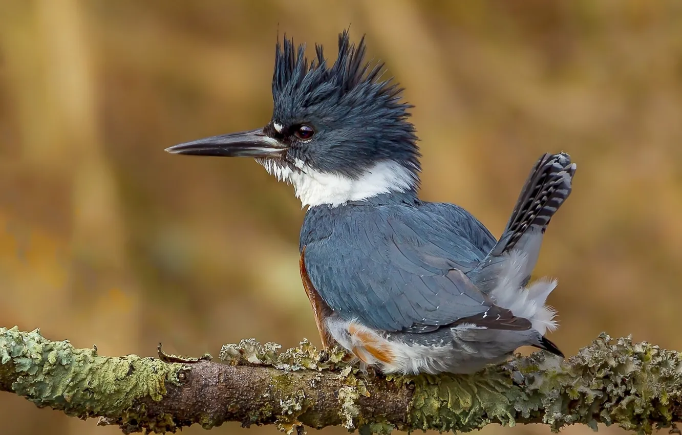 Photo wallpaper branches, bird, Kingfisher, ruffled