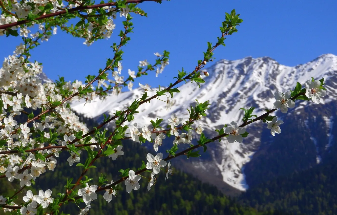 Photo wallpaper flowers, mountains, nature, spring, nature, flowers, mountains, spring