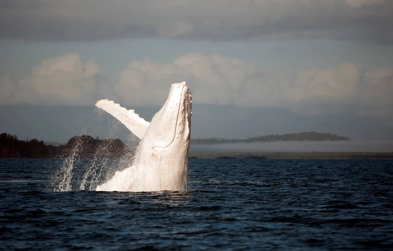 Photo wallpaper white, the ocean, kit, white, ocean, albino, whale, humpback
