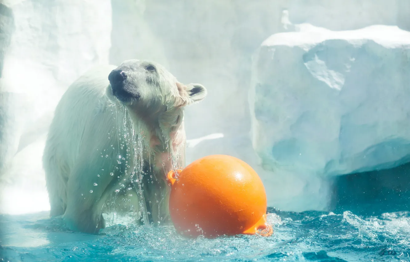 Photo wallpaper water, bear, zoo