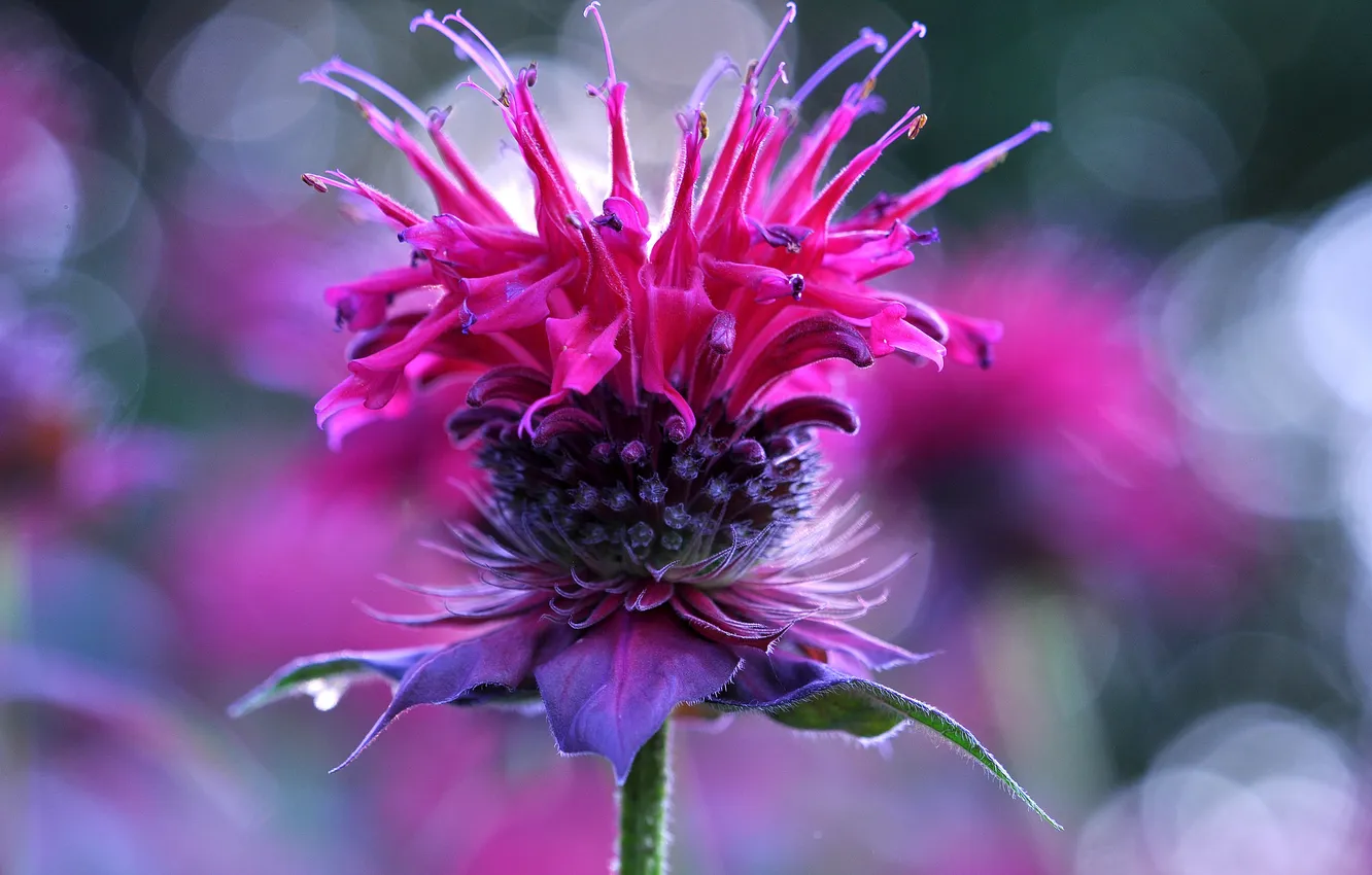 Photo wallpaper flowers, plant, weed