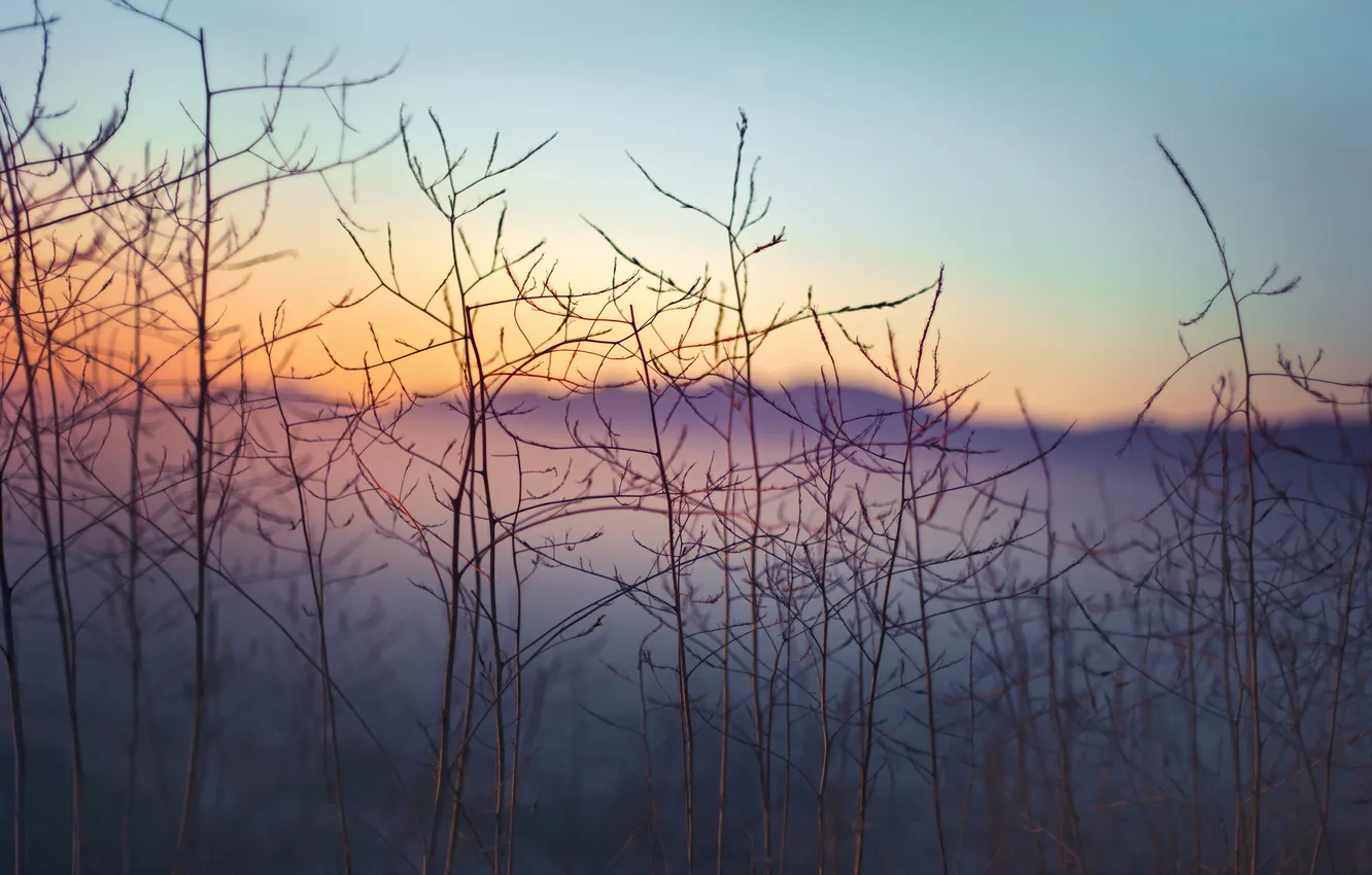Photo wallpaper sunset, branches, nature