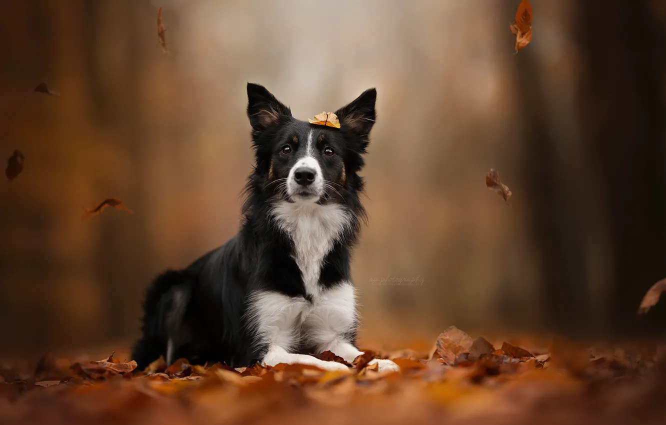 Photo wallpaper autumn, leaves, foliage, dog, bokeh, The border collie