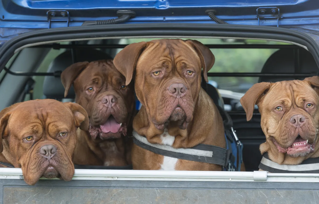 Photo wallpaper machine, dogs, body, Quartet, Dogue de Bordeaux