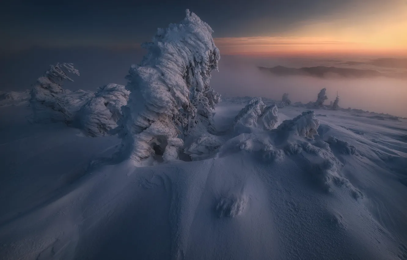 Photo wallpaper winter, the sky, snow, trees, fog, dawn, in the snow, morning