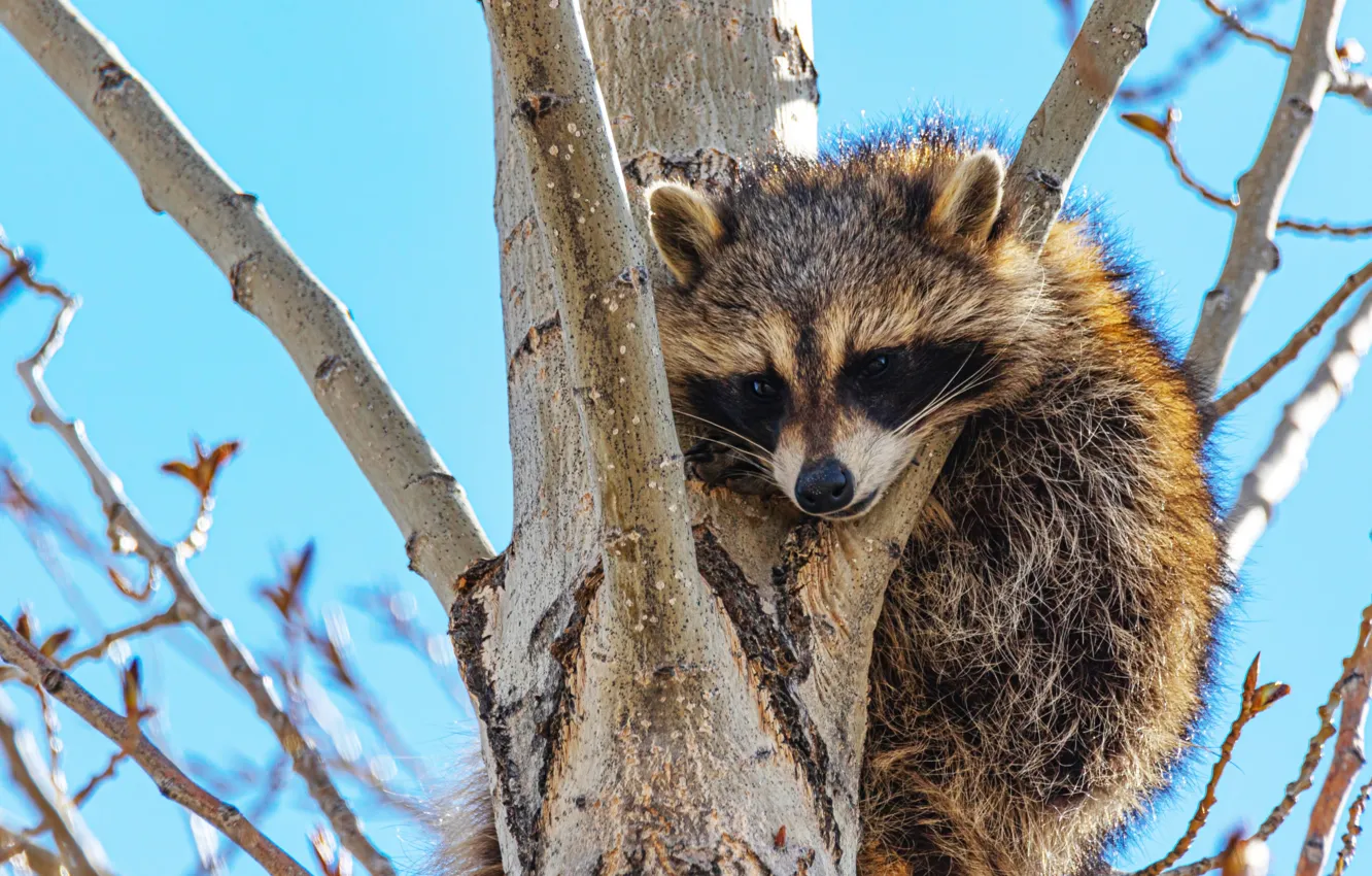 Photo wallpaper the sky, trees, branches, raccoon, face