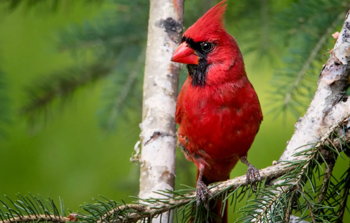 Photo wallpaper bird, branch, bokeh, cardinal