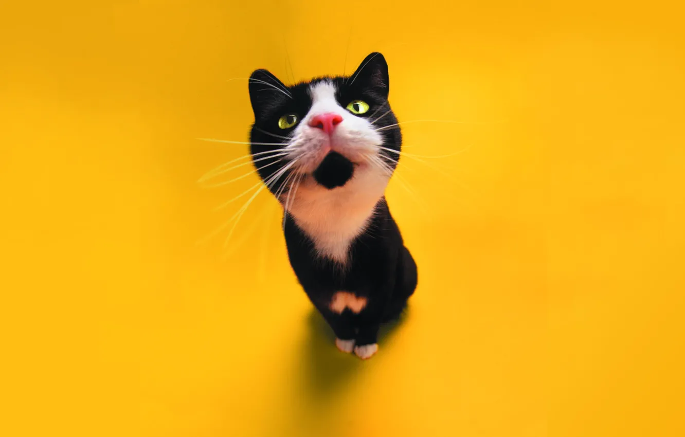 Photo wallpaper cat, color, cat