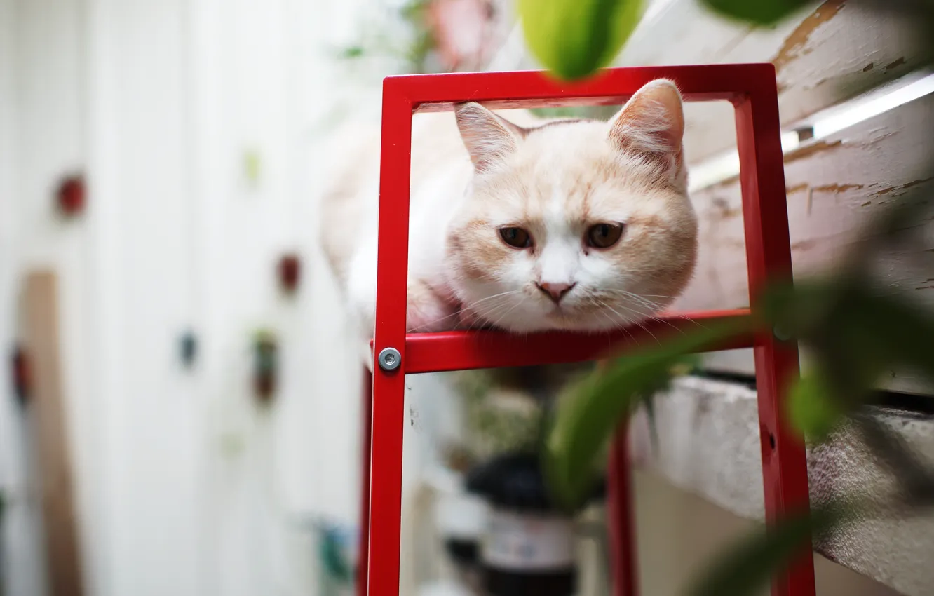 Photo wallpaper cat, summer, look