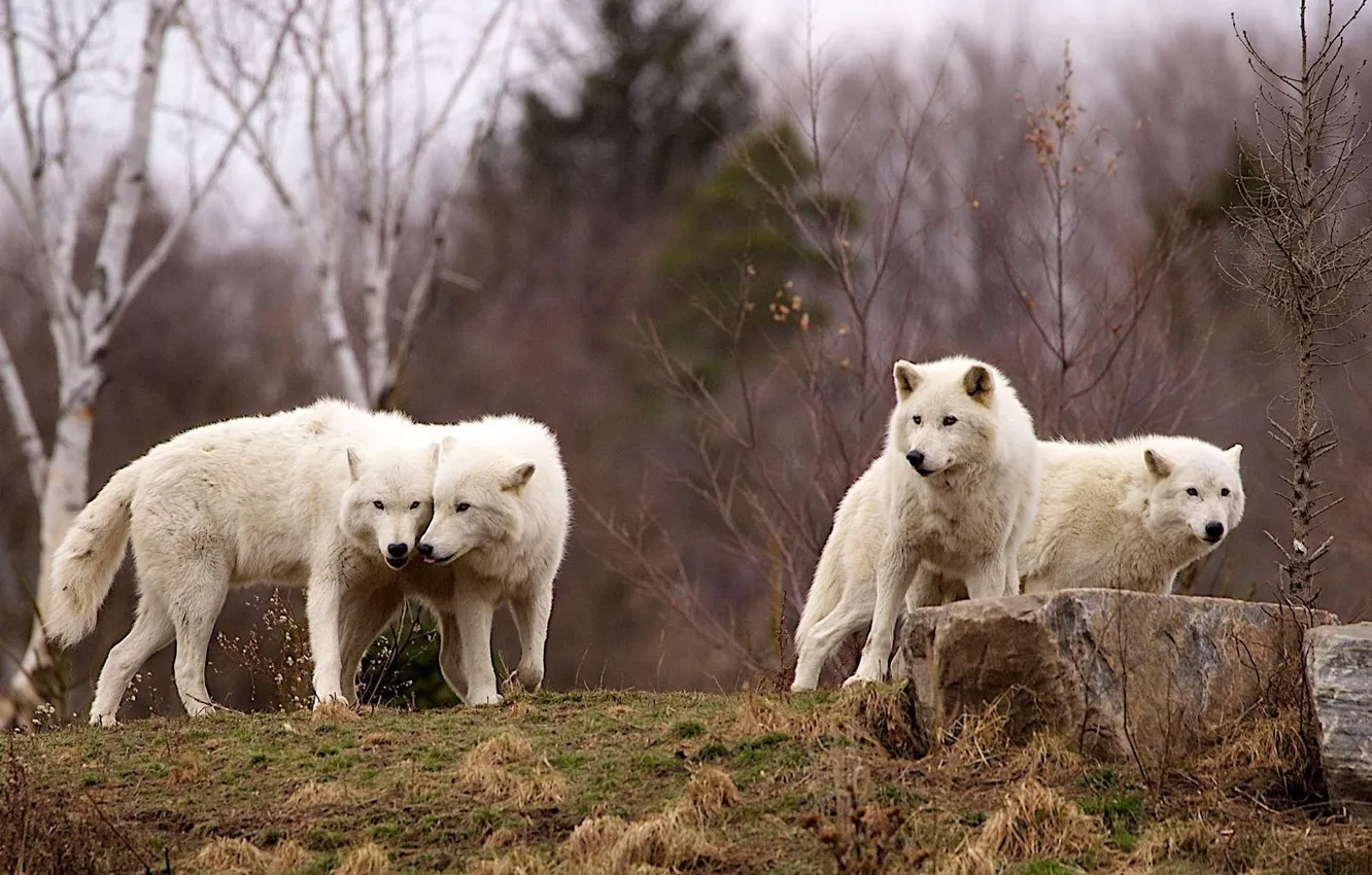 Photo wallpaper nature, predator, animal, wolf, wildlife, portrait, portrait., Canis lupus. face