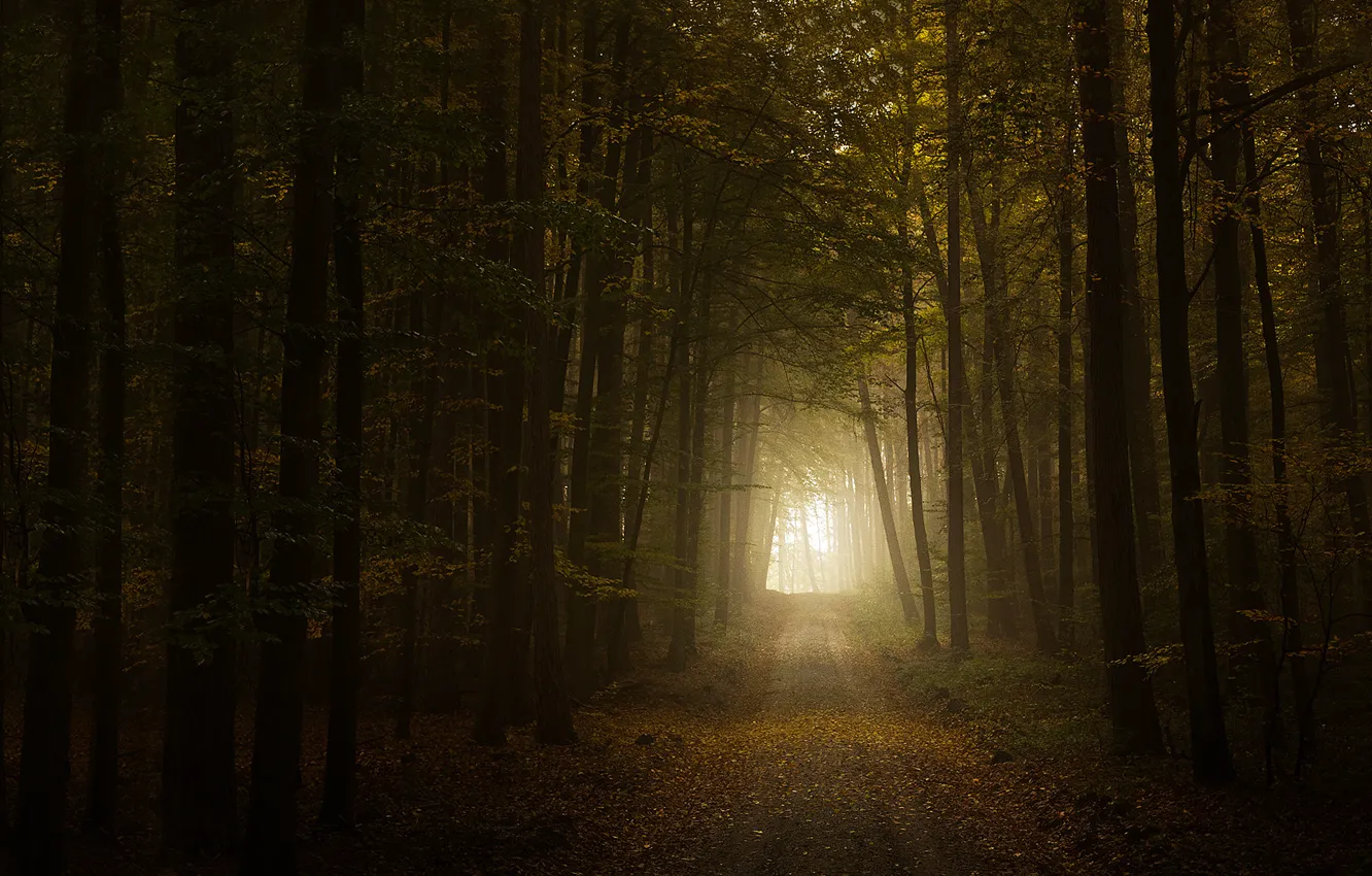 Photo wallpaper road, autumn, forest