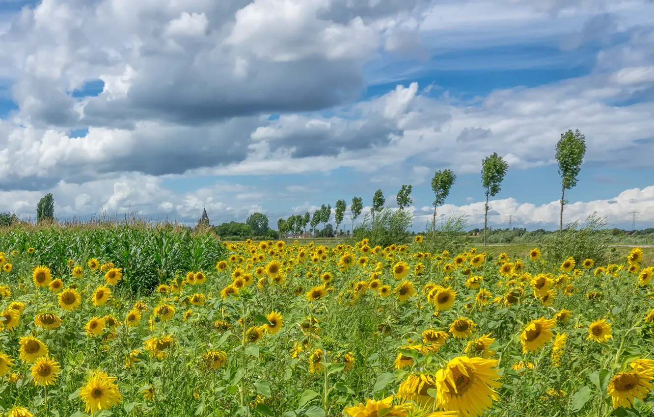 Photo wallpaper road, field, clouds, trees, sunflowers, the wind