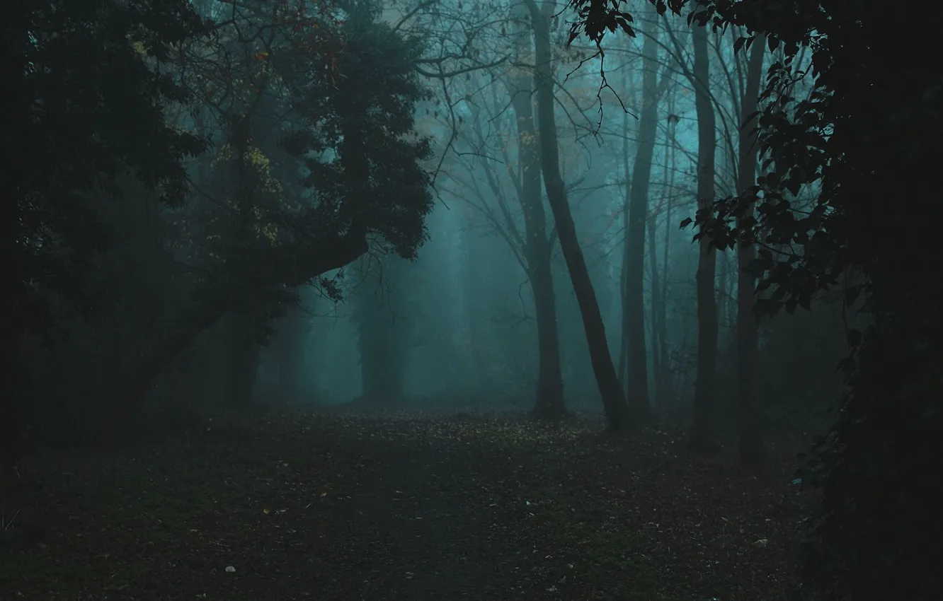 Photo wallpaper forest, trees, nature, fog, twilight