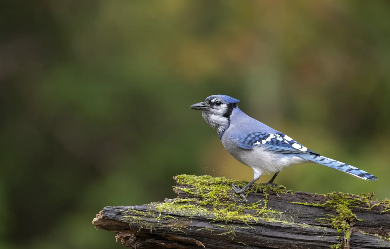 Photo wallpaper nature, bird, foliage, log, bokeh, Jay, Blue Jay