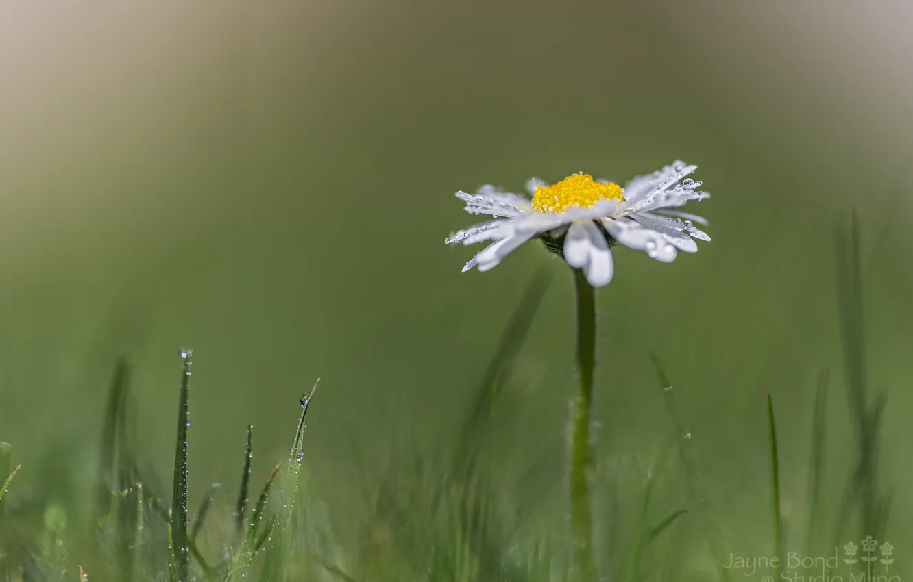 Photo wallpaper grass, drops, macro, Rosa, chamomile, meadow