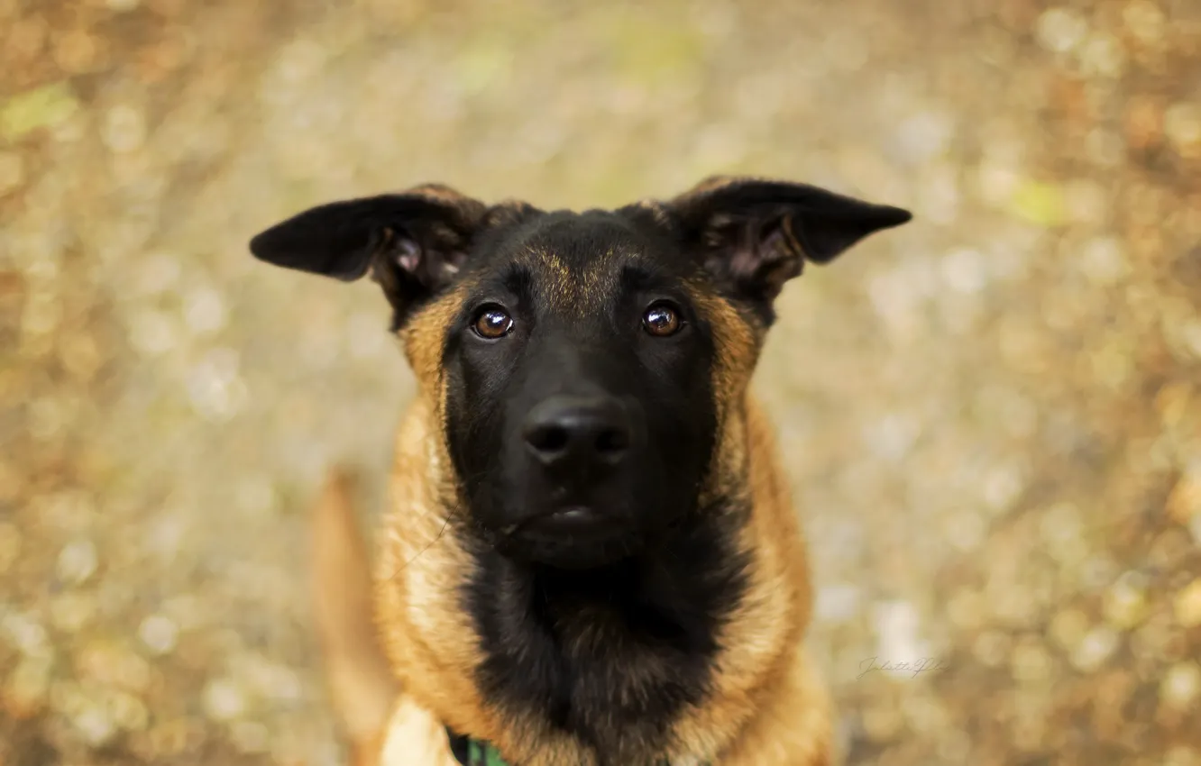 Photo wallpaper look, each, dog