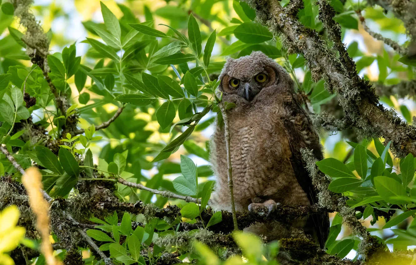 Photo wallpaper greens, look, branches, owl, bird, foliage, moss, owl