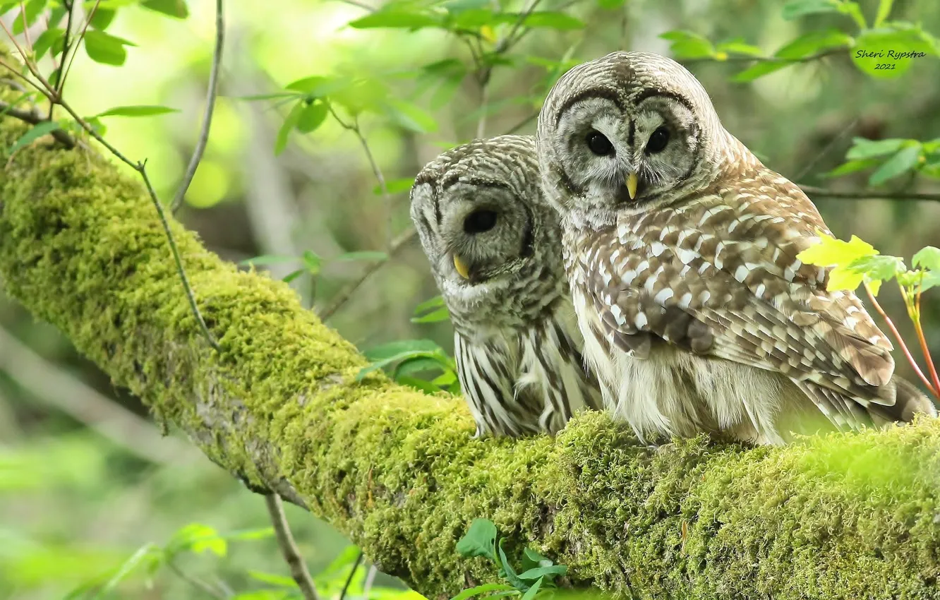 Photo wallpaper owl, Chicks