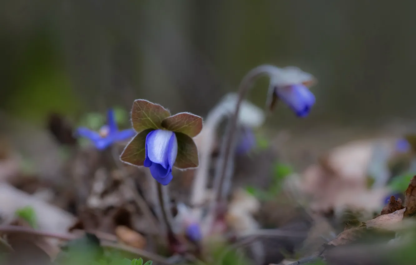 Photo wallpaper flower, nature, spring