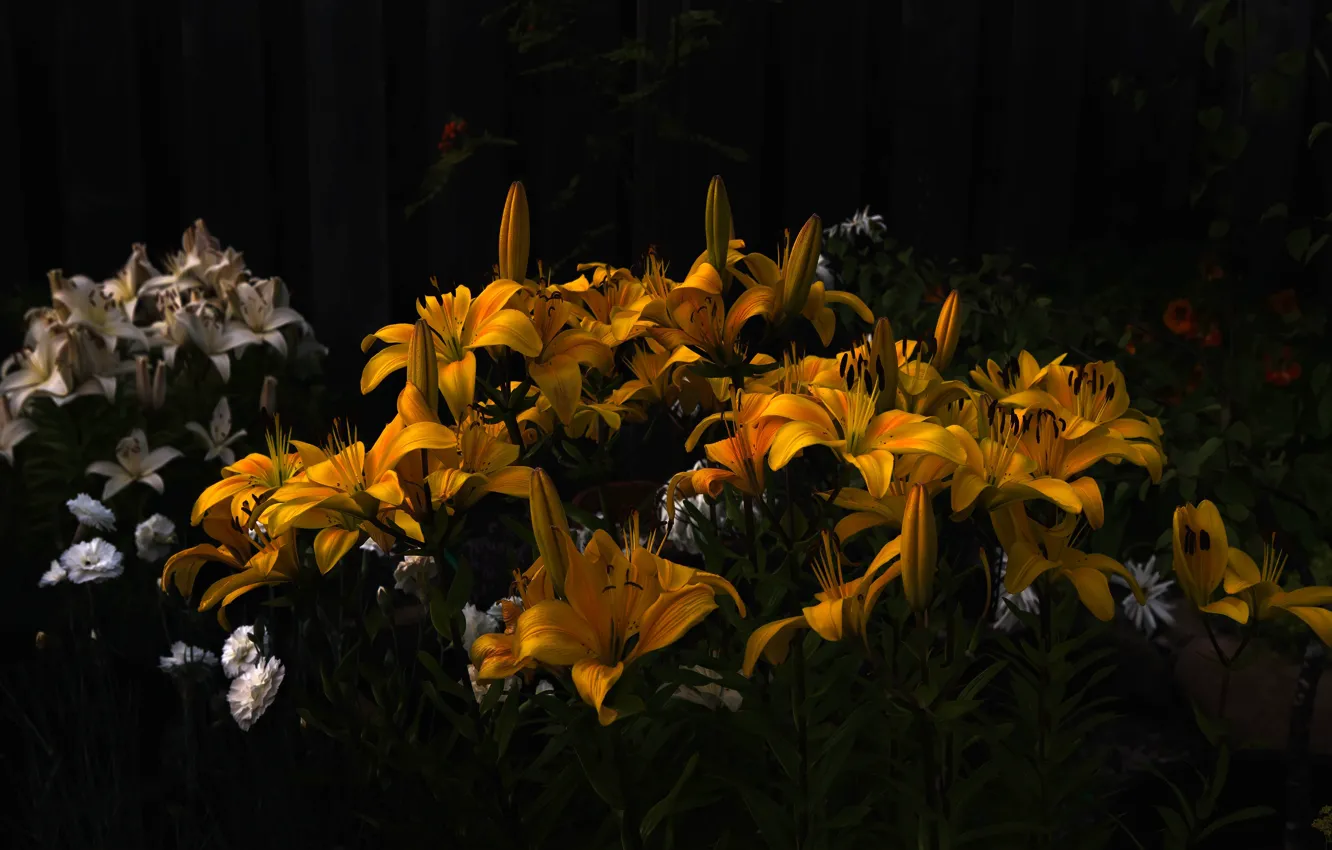 Wallpaper flowers, Lily, garden, black background, orange, flowerbed