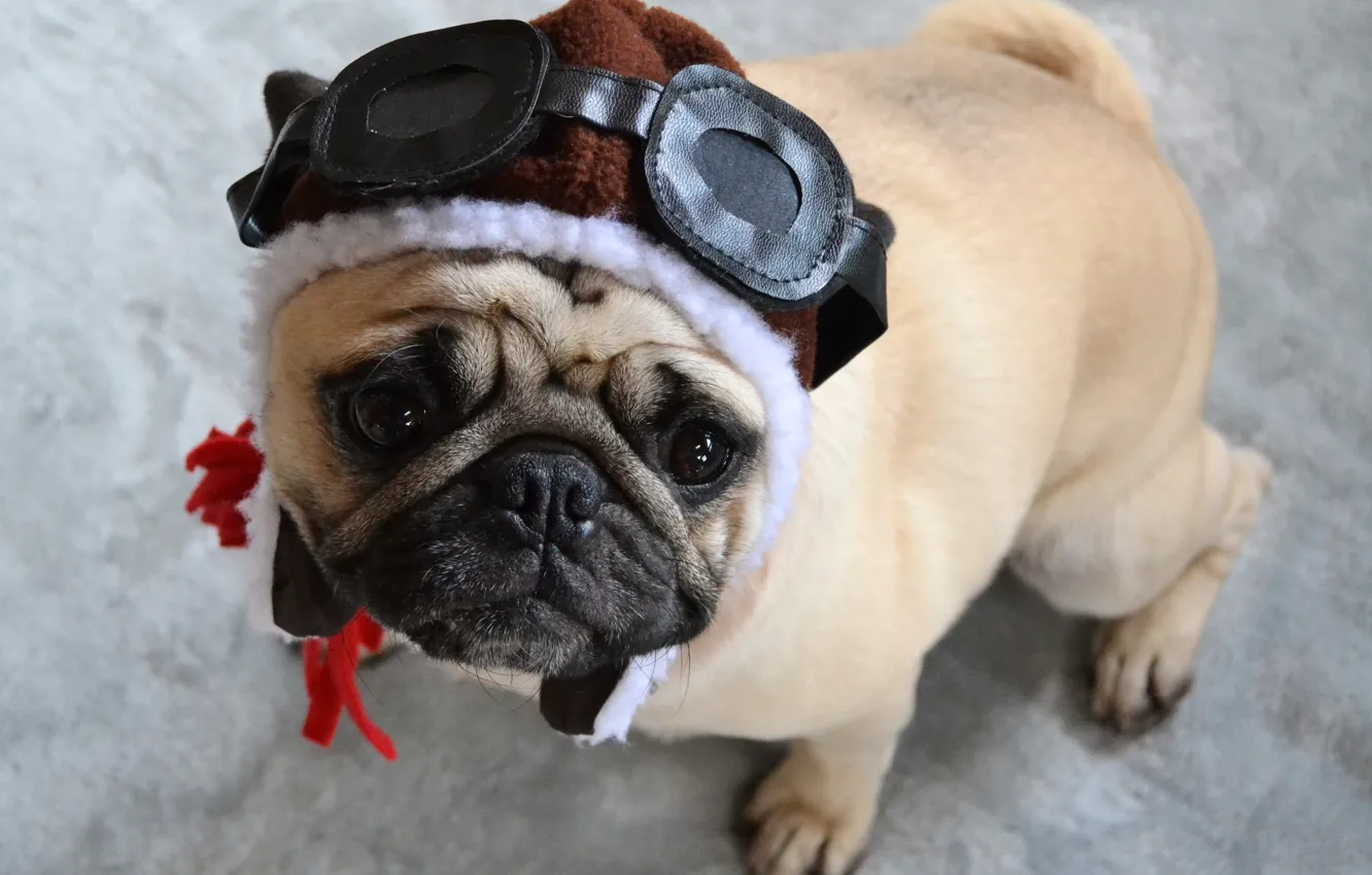 Photo wallpaper look, pose, dog, glasses, collar, outfit, pug, helmet