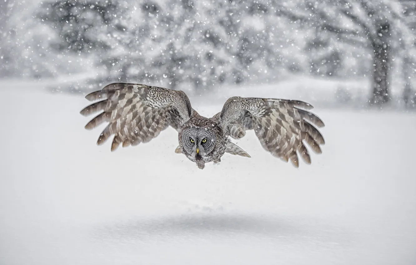 Photo wallpaper winter, snow, flight, nature, owl, bird, owl