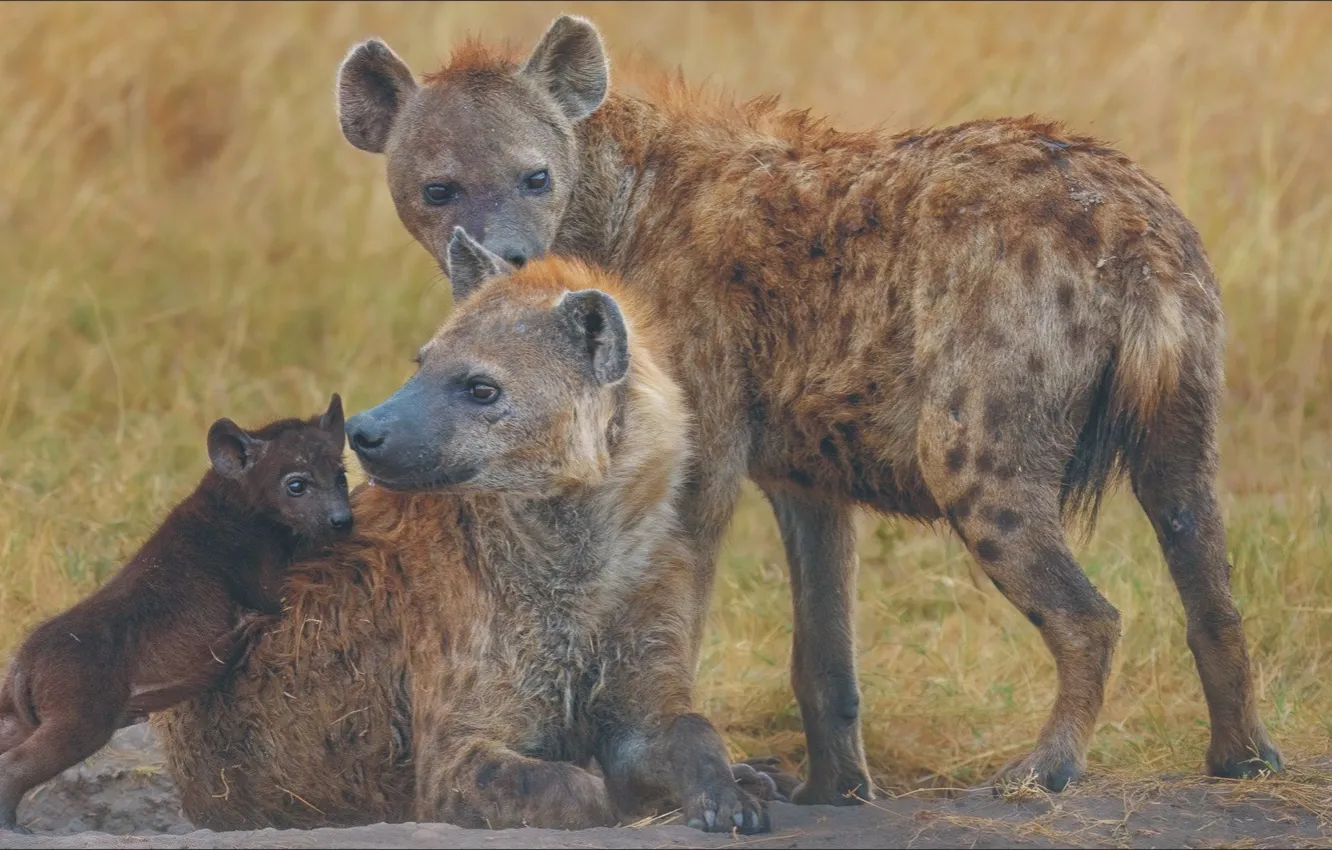 Photo wallpaper animal, dog, family, hyena, Africa