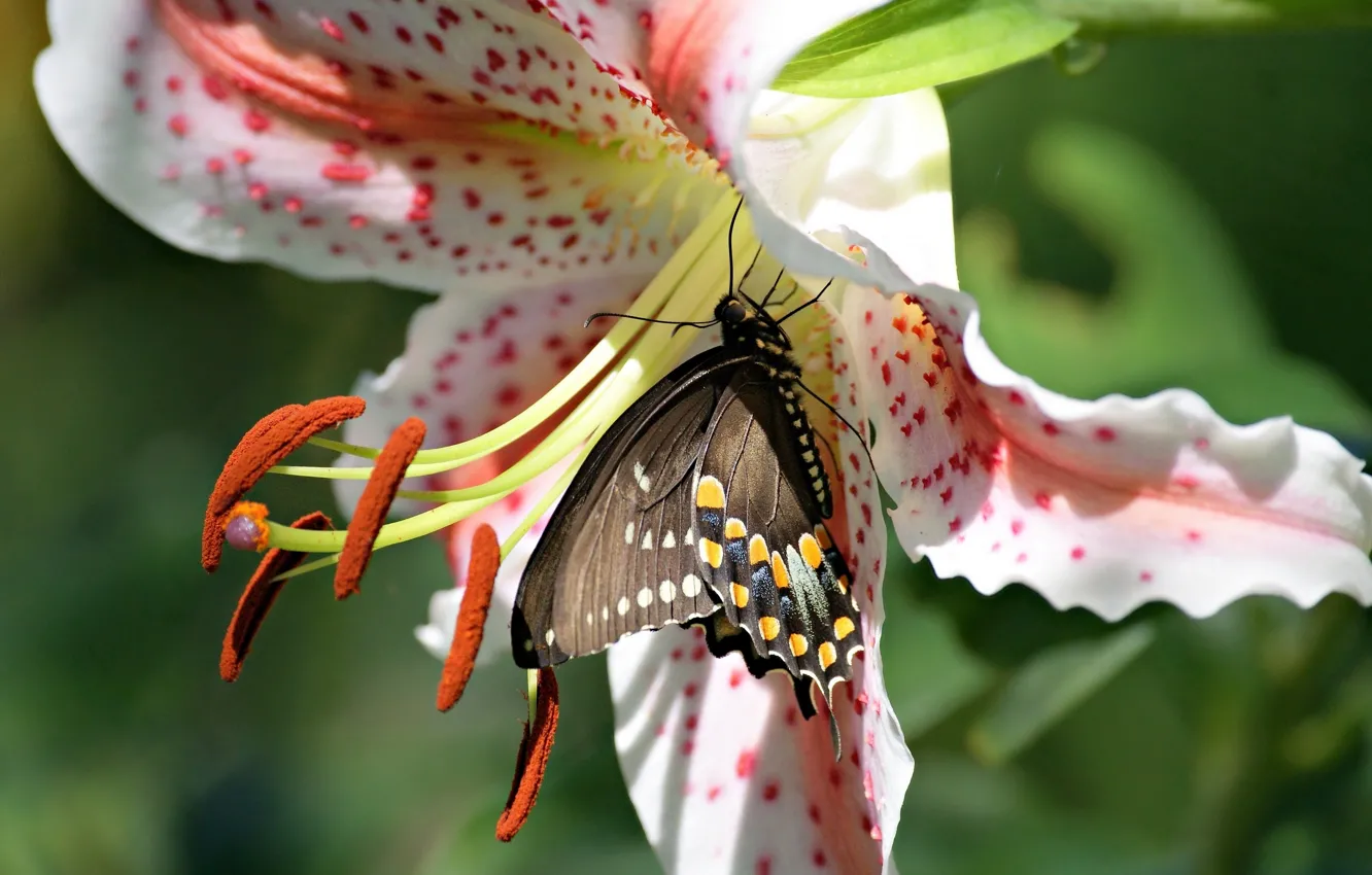 Photo wallpaper flower, macro, butterfly, Lily, stamens, Papilio polyxenes