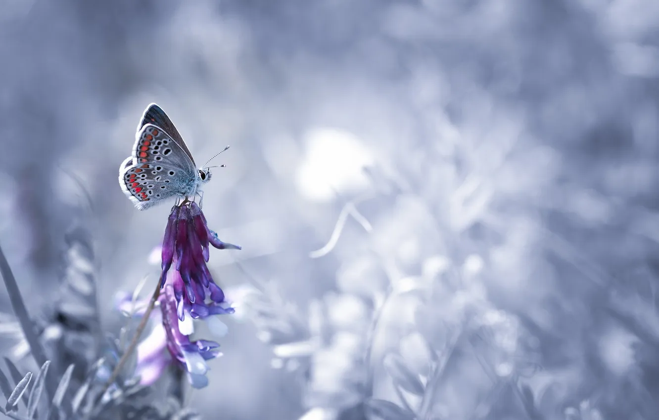 Photo wallpaper nature, background, butterfly, color
