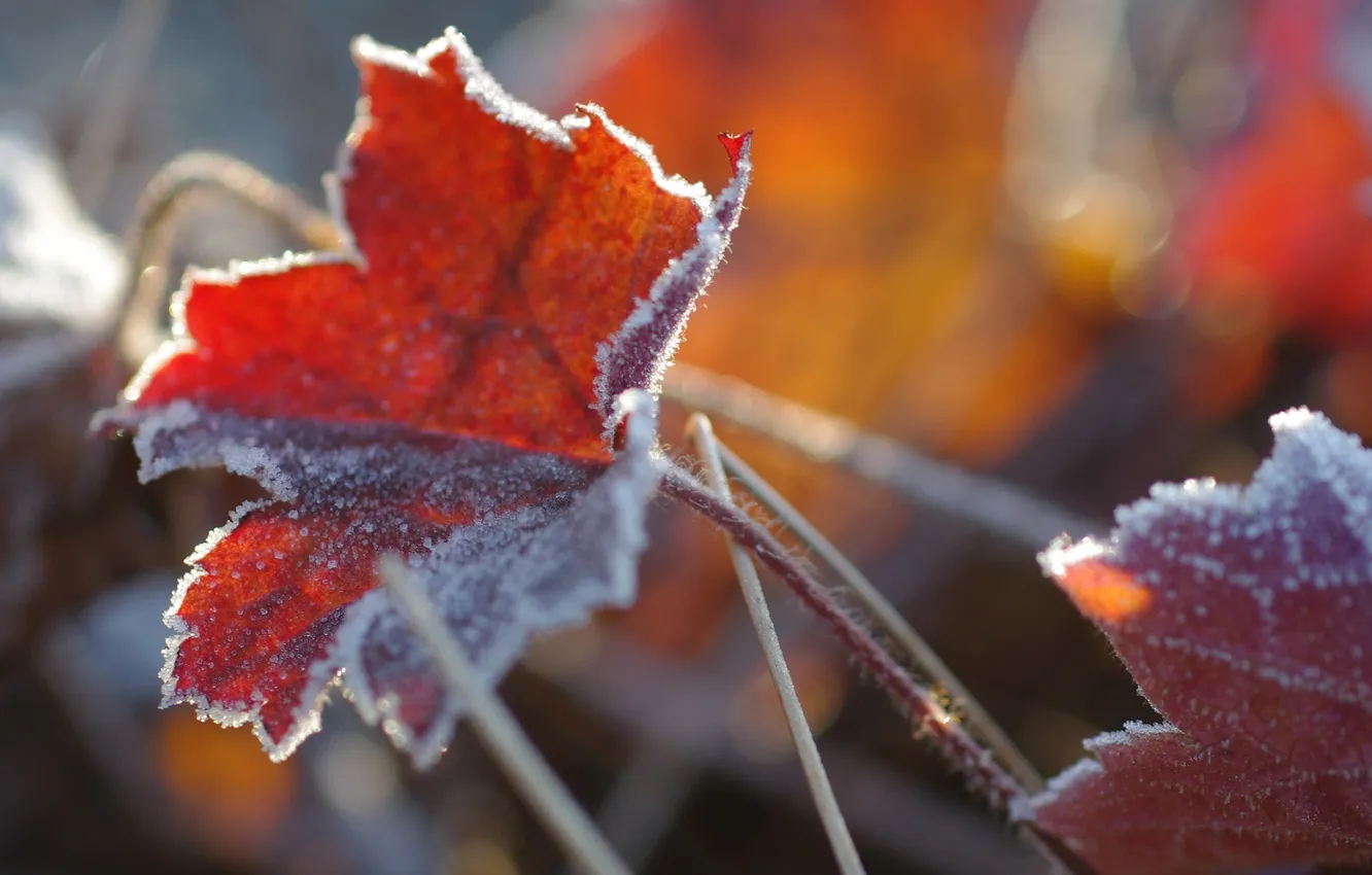 Photo wallpaper autumn, macro, sheet, frost