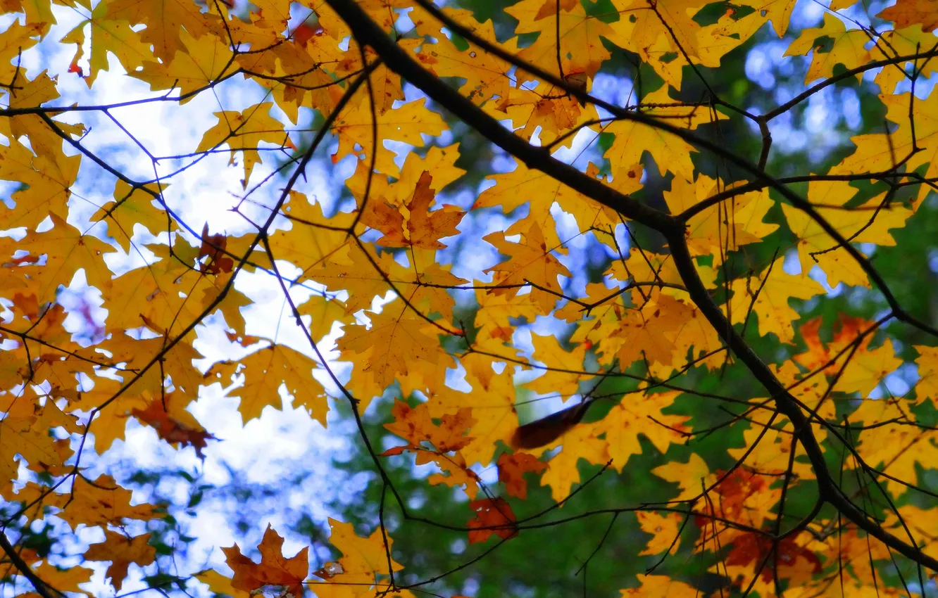 Photo wallpaper autumn, the sky, leaves, branches