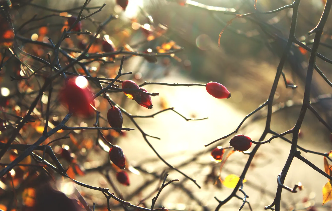 Photo wallpaper autumn, nature, hawthorn