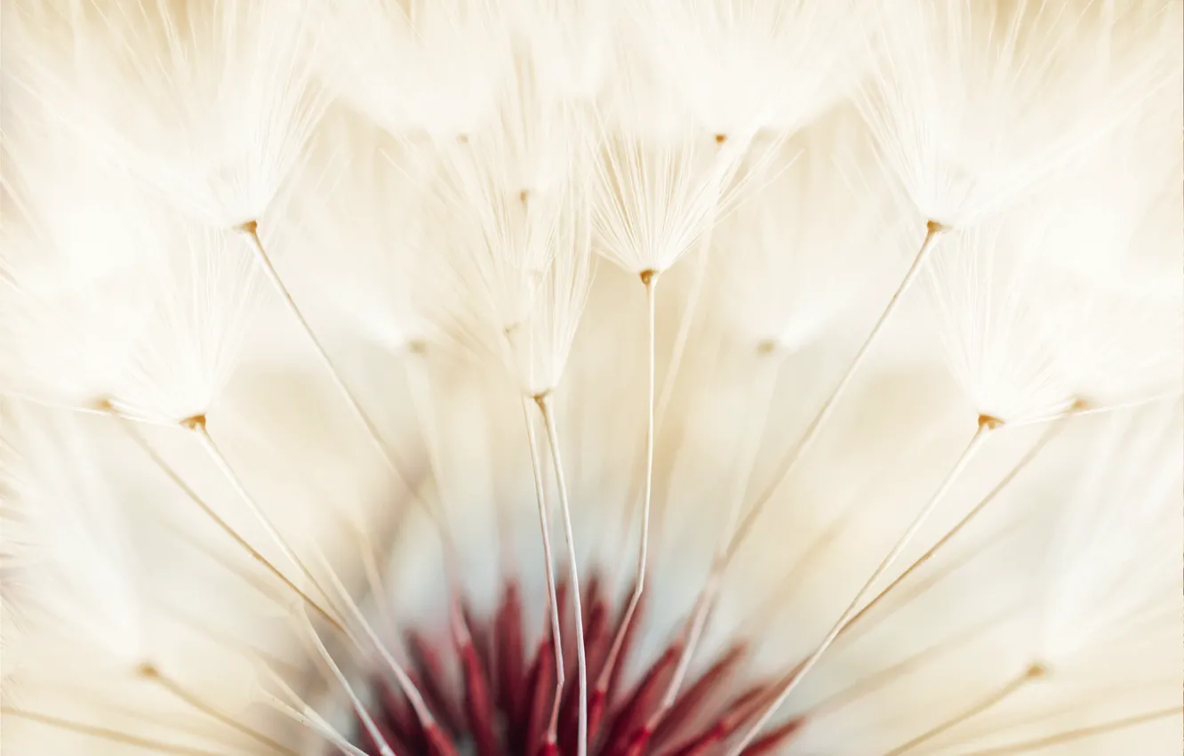 Photo wallpaper garden, Dandelion seed, dandelion flowers