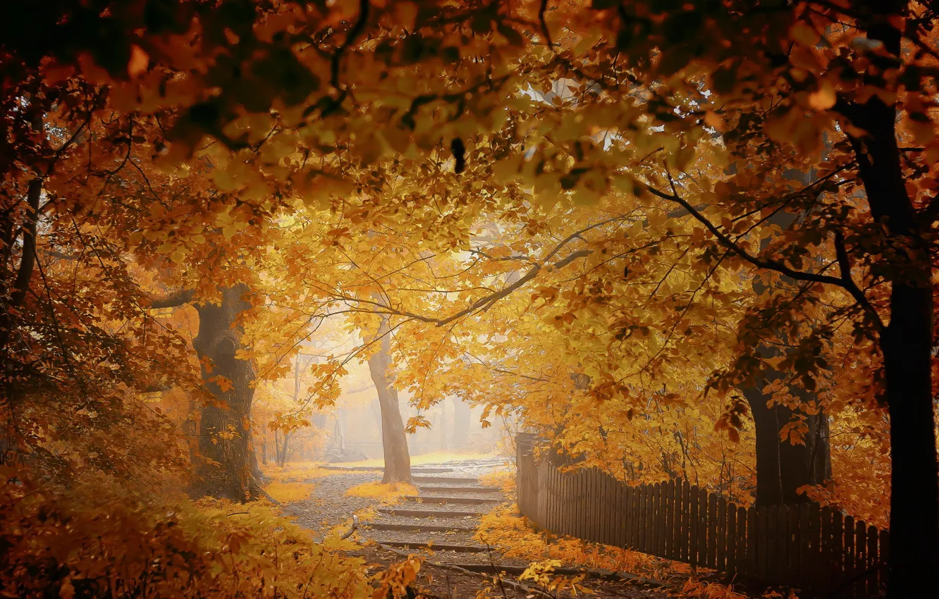 Photo wallpaper autumn, trees, the city