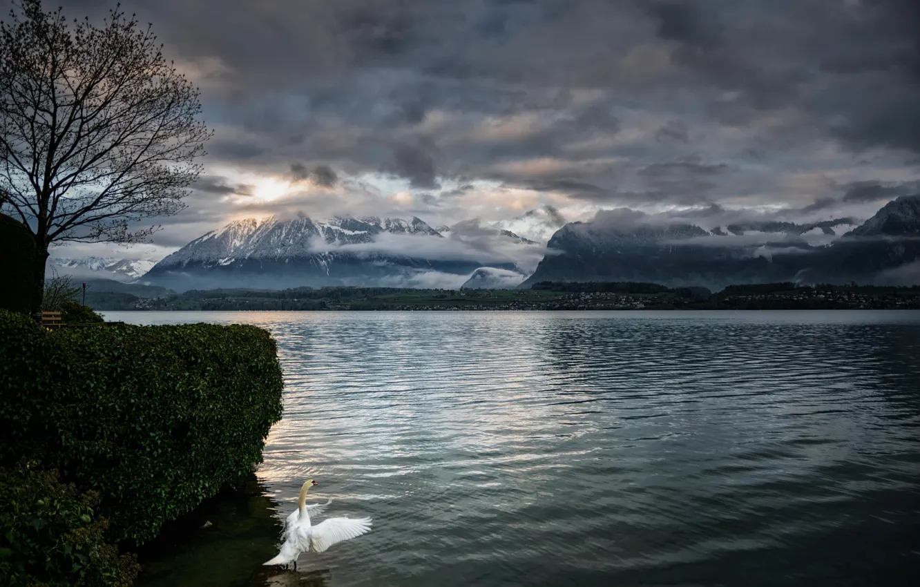 Photo wallpaper mountains, swans, pond