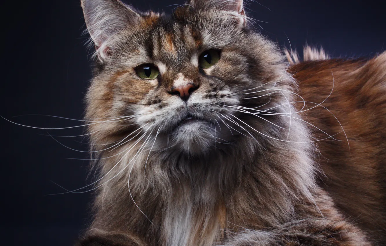 Photo wallpaper cat, look, background, portrait, fluffy, muzzle, Maine Coon, Inga Strizhachenko