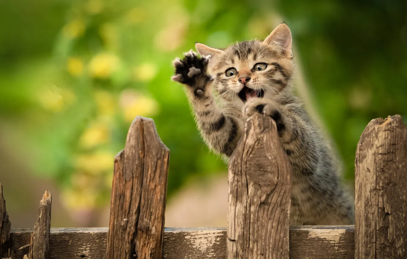 Photo wallpaper the fence, legs, kitty, Yuriy Korotun
