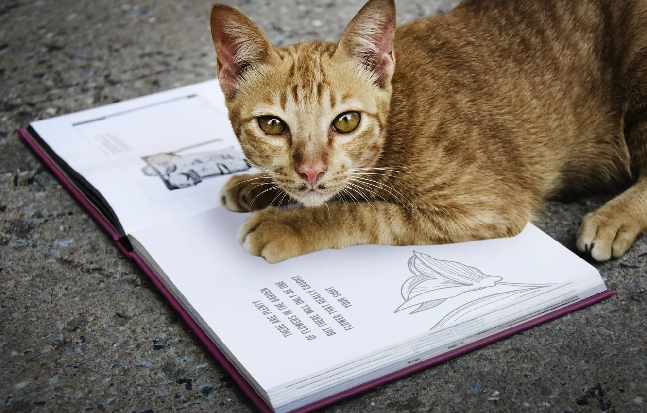 Photo wallpaper cat, cat, book