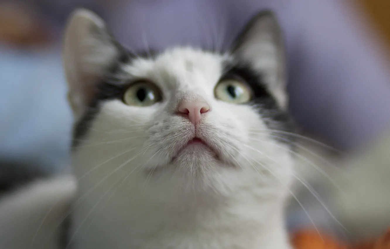 Photo wallpaper cat, eyes, cat, mustache, muzzle