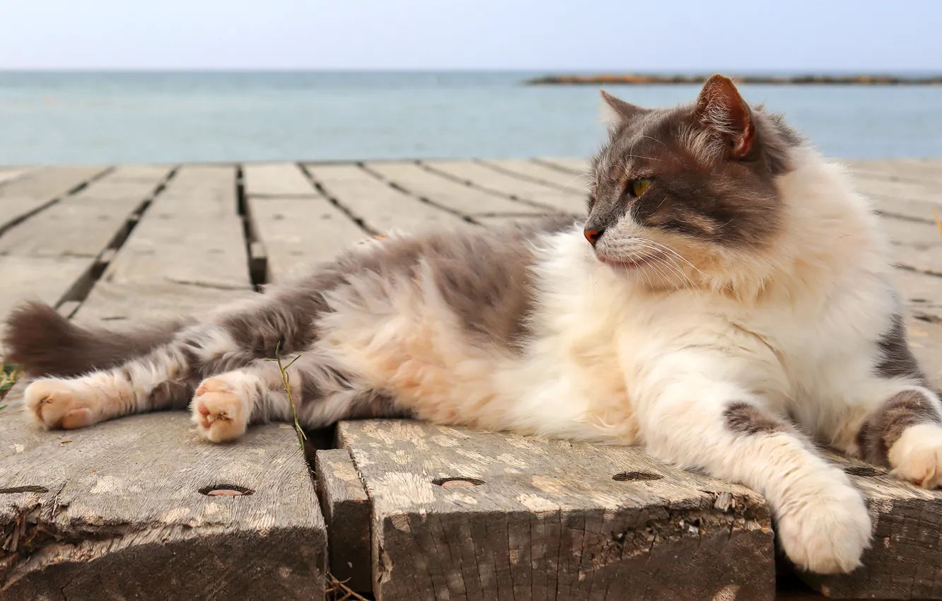 Photo wallpaper sea, cat, cat, look, pose, grey, stay, shore