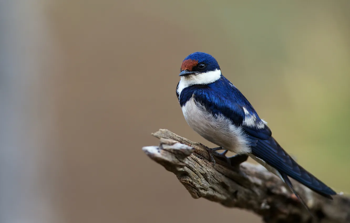 Photo wallpaper bird, bird, bitches, swallow