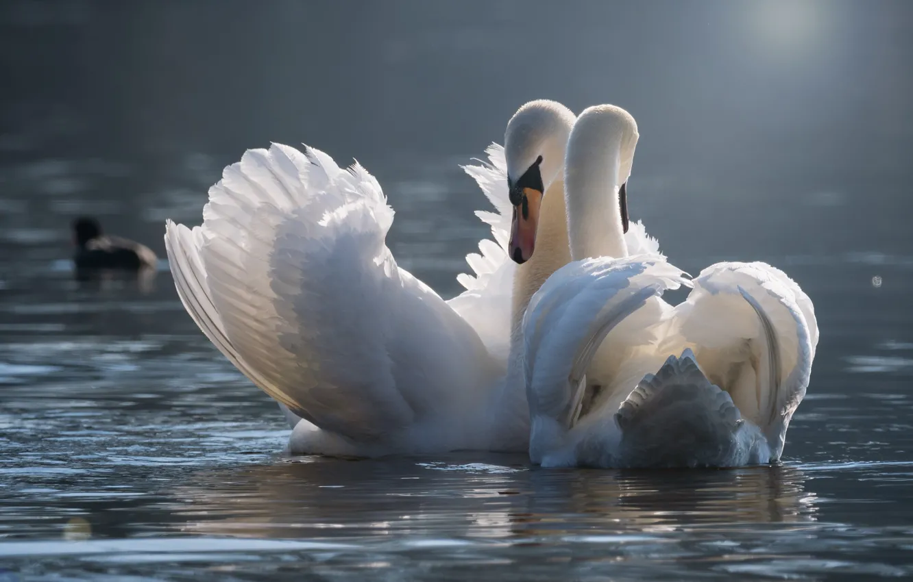Photo wallpaper light, birds, pose, wings, pair, Swan, white, Duo