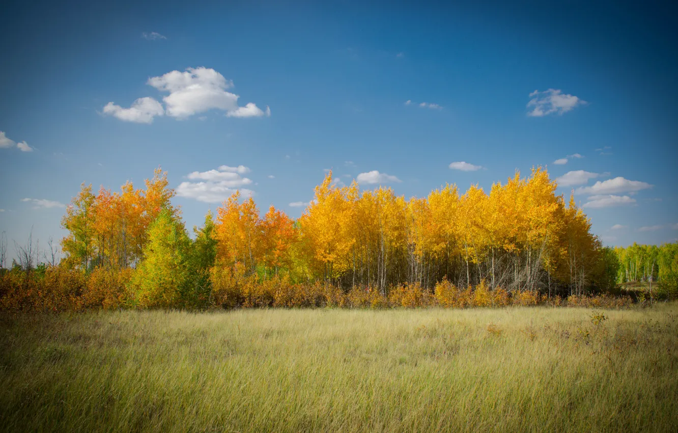 Photo wallpaper autumn, forest, the sky, glade