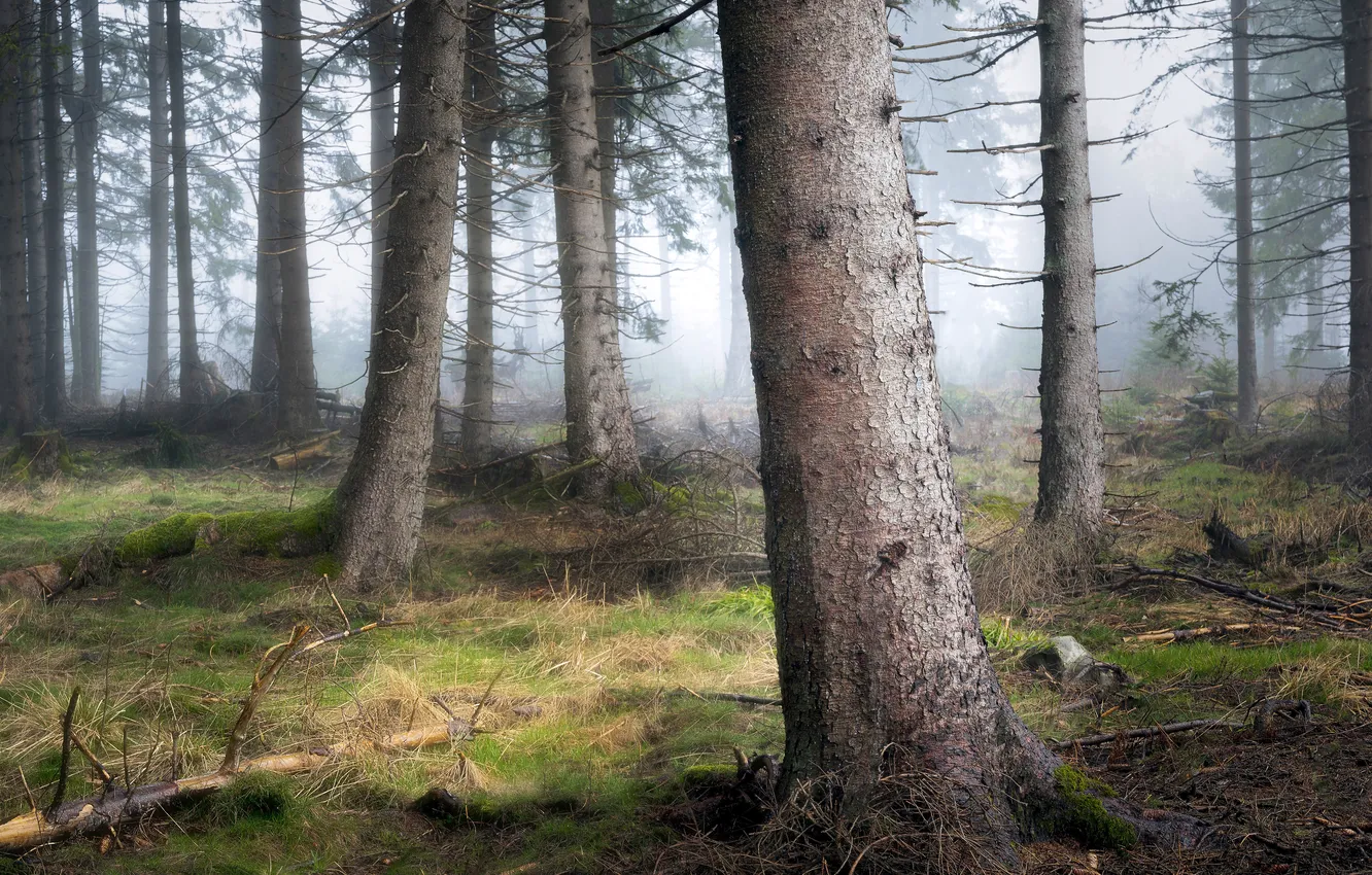 Photo wallpaper forest, branches, fog, trunk, pine, Bor, pine
