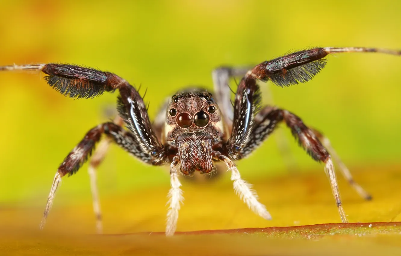 Photo wallpaper macro, spider, jumper, yellow background